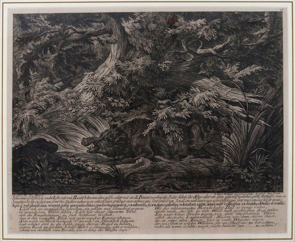 Große Abbildung Nr.5: 145-3228 Riedinger, Johann Elias: (Varia, Zoologie)