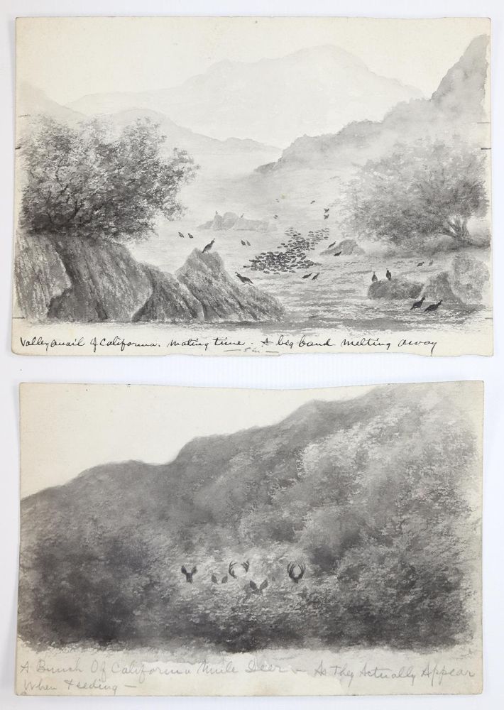Große Abbildung Nr.2: 145-3230 Vögel in amerikanischen Landschaften.: (Varia, Zoologie)