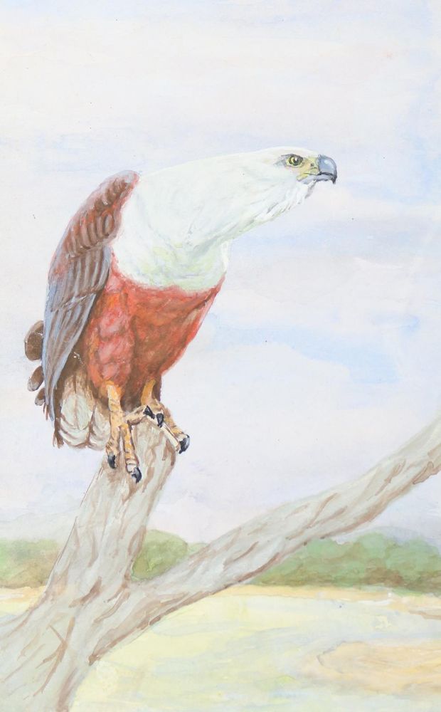 Große Abbildung Nr.8: 145-3234 Vögel.: (Varia, Zoologie, Vögel)
