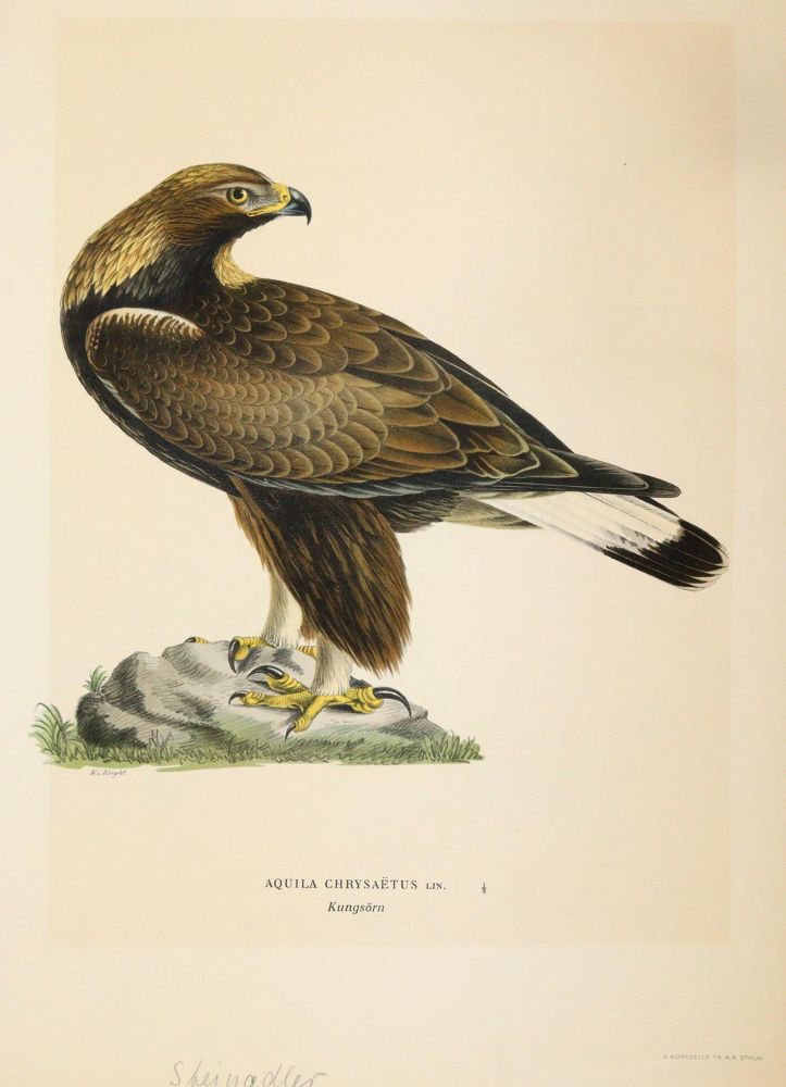 Große Abbildung Nr.2: 145-3235 Wright, Magnus u. Willhelm von: (Varia, Zoologie, Vögel)