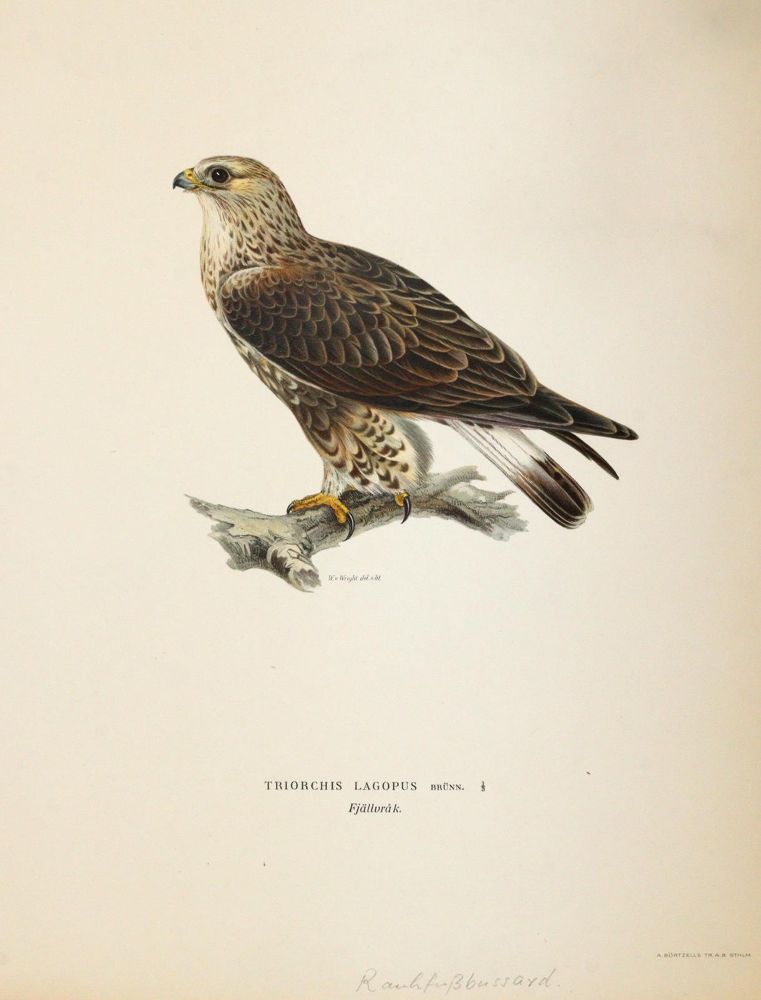 Große Abbildung Nr.3: 145-3235 Wright, Magnus u. Willhelm von: (Varia, Zoologie, Vögel)