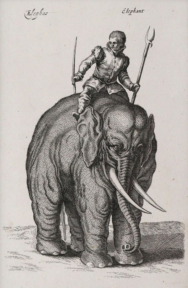 Große Abbildung Nr.1: 145-4451 Merian, Matthäus: (Künstlergraphik)