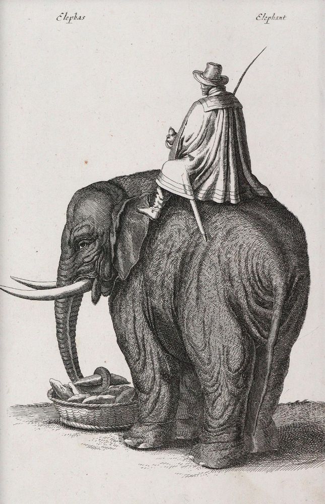Große Abbildung Nr.2: 145-4451 Merian, Matthäus: (Künstlergraphik)