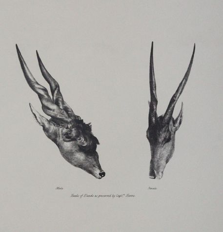 Cornwallis-Harris,W. – Portraits of the Game and wild animals of southern Africa