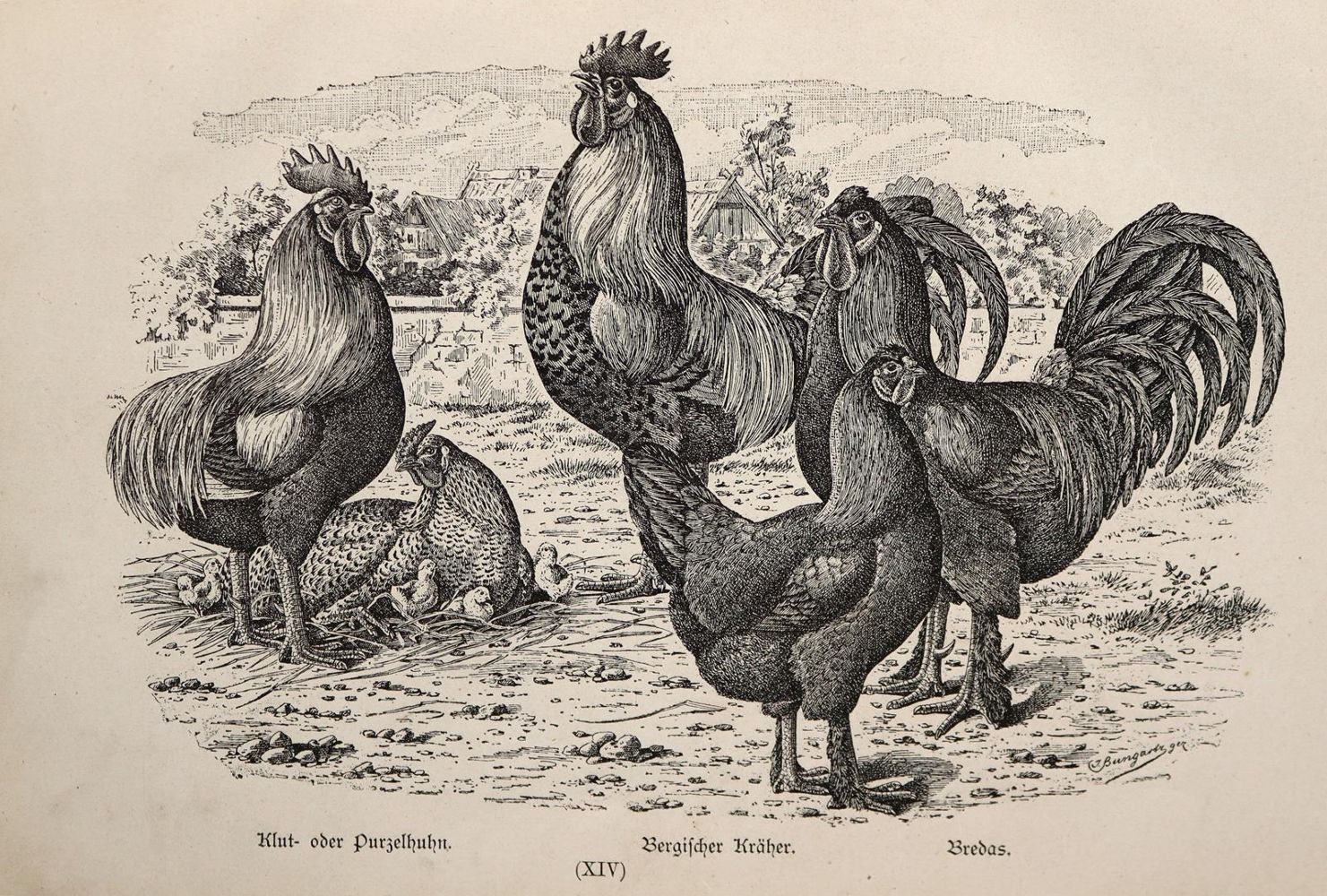 Große Abbildung Nr.3: 145-605 Bungartz,J.: (Land- und Forstwirtschaft, Tierhaltung, Geflügel)