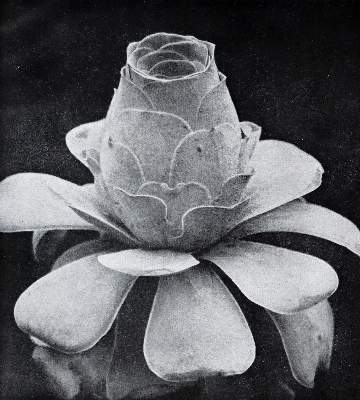 Bild Nr.3: 145-1311 Fuhrmann,E.: (Photographie)