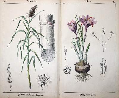 Bild Nr.2: 145-1397 Ahles,(W.E.v.).: (Botanik)