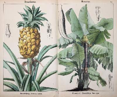 Bild Nr.3: 145-1397 Ahles,(W.E.v.).: (Botanik)