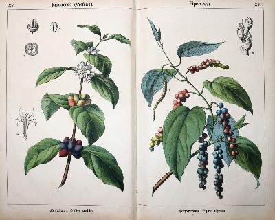 Bild Nr.4: 145-1397 Ahles,(W.E.v.).: (Botanik)