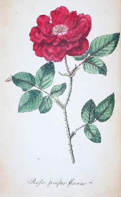 Bild Nr.2: 145-1398 Batsch,A.J.G.K.: (Botanik)