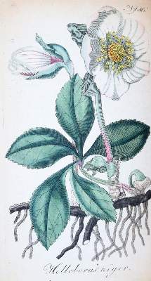 Bild Nr.7: 145-1398 Batsch,A.J.G.K.: (Botanik)