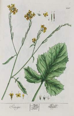 Bild Nr.1: 145-1399 (Blackwell,E.: (Botanik)