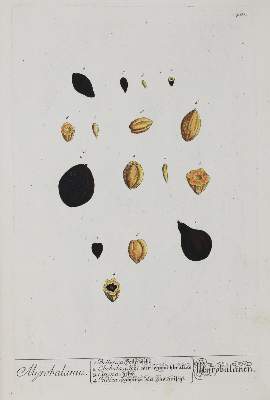 Bild Nr.3: 145-1399 (Blackwell,E.: (Botanik)