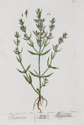 Bild Nr.4: 145-1399 (Blackwell,E.: (Botanik)