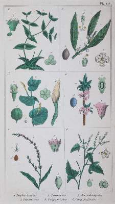 Bild Nr.1: 145-1400 Bossu,A. ': (Botanik)