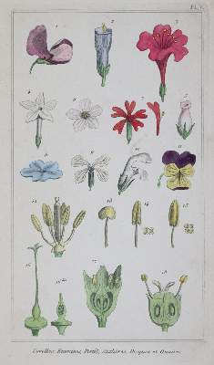 Bild Nr.4: 145-1400 Bossu,A. ': (Botanik)