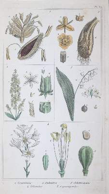 Bild Nr.5: 145-1400 Bossu,A. ': (Botanik)