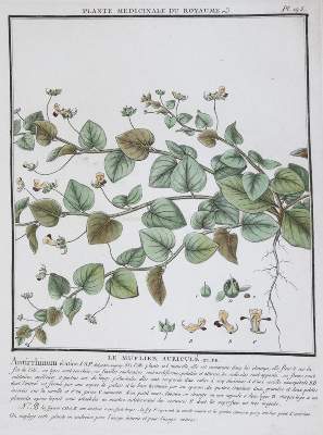 Bild Nr.1: 145-1401 (Bulliard,P.: (Botanik)