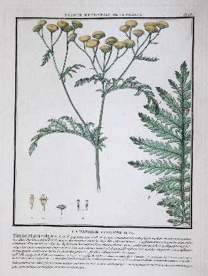 Bild Nr.3: 145-1401 (Bulliard,P.: (Botanik)