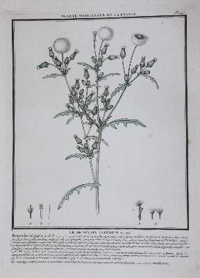 Bild Nr.4: 145-1401 (Bulliard,P.: (Botanik)