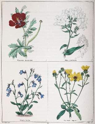 Bild Nr.4: 145-1402 Curtis,W.: (Botanik)