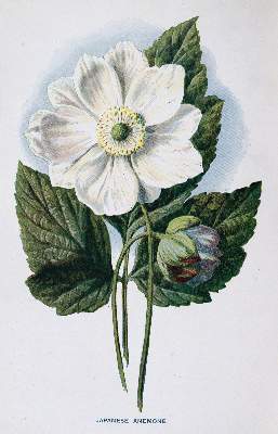 Bild Nr.4: 145-1405 Hulme,F.E. u. S.Hibberd.: (Botanik)