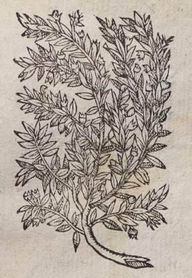 Bild Nr.1: 145-1406 Linocier,G.: (Botanik, Kräuterbücher)