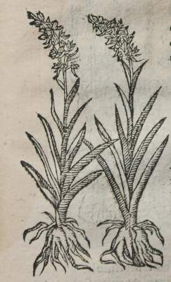 Bild Nr.2: 145-1406 Linocier,G.: (Botanik, Kräuterbücher)