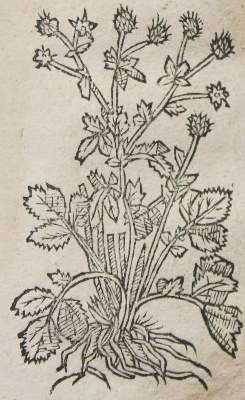 Bild Nr.4: 145-1406 Linocier,G.: (Botanik, Kräuterbücher)