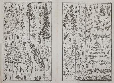 Bild Nr.1: 145-1407 Leers,J.D.: (Botanik)