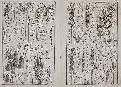 Bild Nr.4: 145-1407 Leers,J.D.: (Botanik)