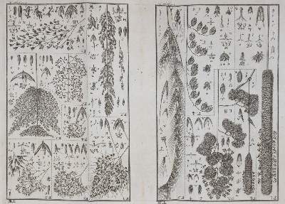 Bild Nr.5: 145-1407 Leers,J.D.: (Botanik)