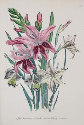 Bild Nr.12: 145-1408 Loudon,J.W.: (Botanik)