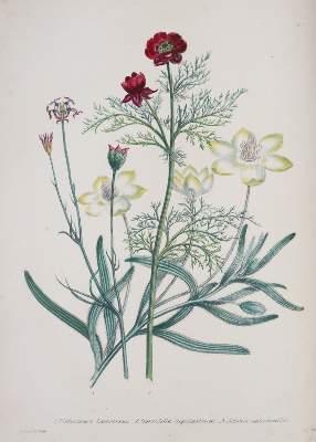 Bild Nr.2: 145-1408 Loudon,J.W.: (Botanik)