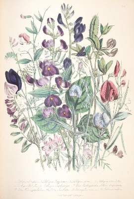 Bild Nr.6: 145-1408 Loudon,J.W.: (Botanik)