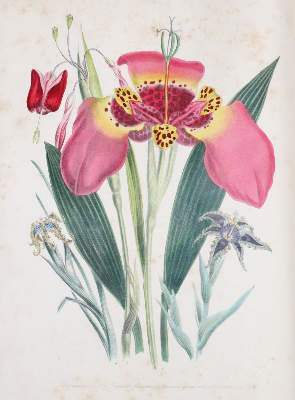 Bild Nr.7: 145-1408 Loudon,J.W.: (Botanik)