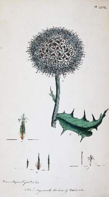 Bild Nr.4: 145-1409 Martyn,T.: (Botanik)