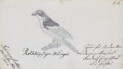 Bild Nr.3102: 145-141 Stammbücher.: (Handschriften)