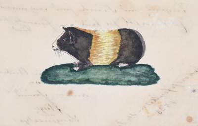 Bild Nr.3104: 145-141 Stammbücher.: (Handschriften)