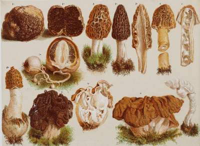 Bild Nr.3: 145-1411 Lorinser,F.W.: (Botanik, Pilze)