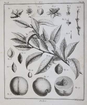 Bild Nr.1: 145-1412 (Duhamel du Monceau,H.L.: (Botanik, Pomologie)