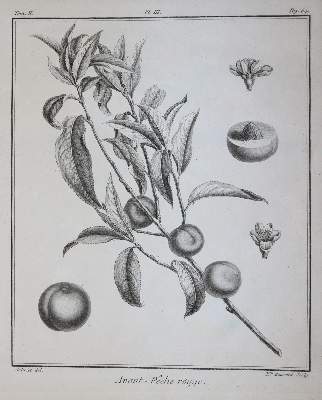 Bild Nr.2: 145-1412 (Duhamel du Monceau,H.L.: (Botanik, Pomologie)