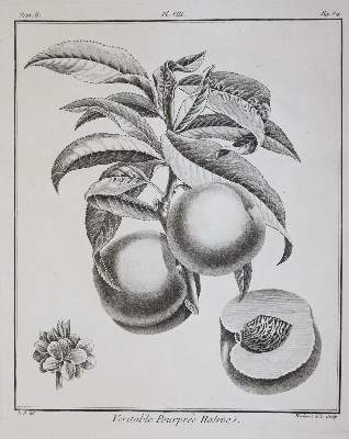 Bild Nr.3: 145-1412 (Duhamel du Monceau,H.L.: (Botanik, Pomologie)