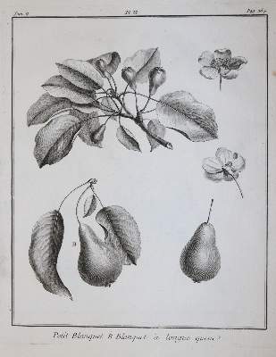 Bild Nr.4: 145-1412 (Duhamel du Monceau,H.L.: (Botanik, Pomologie)