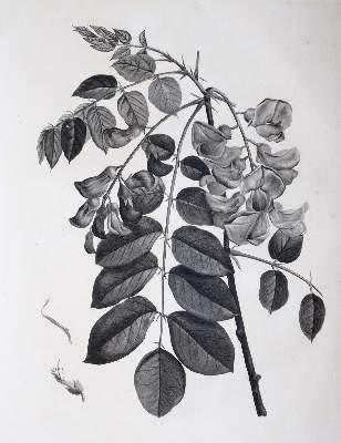 Bild Nr.1: 145-1413 (Duhamel du Monceau,H.L.: (Botanik, Redoute)