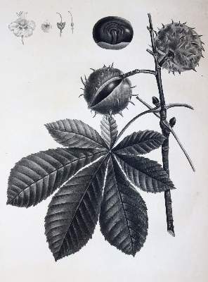 Bild Nr.2: 145-1413 (Duhamel du Monceau,H.L.: (Botanik, Redoute)