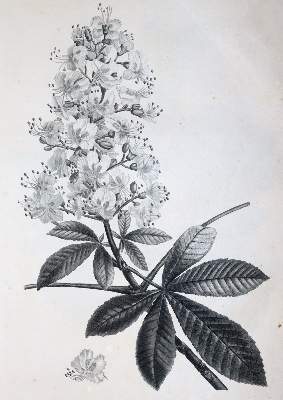 Bild Nr.3: 145-1413 (Duhamel du Monceau,H.L.: (Botanik, Redoute)