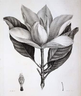 Bild Nr.4: 145-1413 (Duhamel du Monceau,H.L.: (Botanik, Redoute)