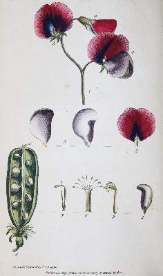 Bild Nr.2: 145-1414 Rousseau,J.J.: (Botanik)
