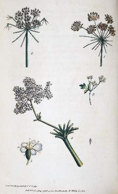 Bild Nr.3: 145-1414 Rousseau,J.J.: (Botanik)